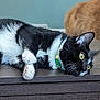 animal, background_blur, black_and_white, cat, closeup, domestic_cat, ear, fur, green_collar, indoor, lying_down, paw, pet, portrait, relaxed, surface, tuxedo_cat, whiskers, wooden_table, yellow_eyes