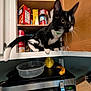 Noodle joined the competition — help win amazing prizes! banana, black_and_white_cat, canned_goods, cat, countertop, cupboard, door_hinge, ear, food_packaging, kitchen, microwave, open_cabinet, pantry, paw, plastic_bowl, shelf, soup_can, vase, wall_outlet, whiskers