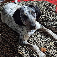 Bentley is registered to the contest to win money with this photo: animal, bed, black_ears, blanket, comfort, companion, cozy, cute, dog, domestic, fur, indoor, leopard_print, looking_up, paw, pet, relaxed, resting, spotted, treat