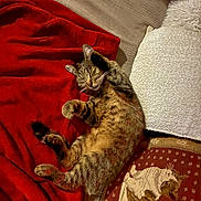 Pompom a rejoint le concours — aidez-le/la à gagner de superbes lots ! animal, blanket, cat, cat_pillow, couch, cozy, cute, feline, fur, home, indoor, nap, pet, pillow, red_blanket, relaxing, sleeping, stretching, tabby, whiskers