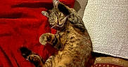 Pompom a rejoint le concours — aidez-le/la à gagner de superbes lots ! animal, blanket, cat, cat_pillow, couch, cozy, cute, feline, fur, home, indoor, nap, pet, pillow, red_blanket, relaxing, sleeping, stretching, tabby, whiskers