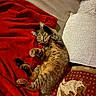 Pompom participe au concours pour gagner de l'argent avec cette photo : animal, blanket, cat, cat_pillow, claws, couch, cozy, cute, feline, fur, furniture, indoor, pet, pillow, red_blanket, relaxing, resting, sleeping_cat, tabby_cat, whiskers