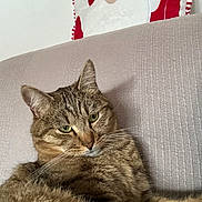 Pompom participe au concours pour gagner de l'argent avec cette photo : beige, cat, closeup, couch, cozy, decor, ears, feline, fur, furniture, holiday, indoor, pet, pillow, red, relaxed, resting, tabby_cat, whiskers, white
