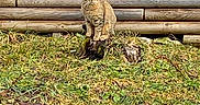 Pompom participe au concours pour gagner de l'argent avec cette photo : animal, background, cat, cold, daylight, feline, grass, moss, nature, outdoor, pet, quiet, rustic, sitting, snow, stone_wall, tabby_cat, tree_stump, winter, wooden_logs