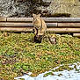 animal, background, cat, cold, daylight, feline, grass, moss, nature, outdoor, pet, quiet, rustic, sitting, snow, stone_wall, tabby_cat, tree_stump, winter, wooden_logs
