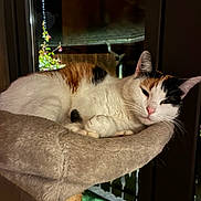 Biscotte participe au concours pour gagner de l'argent avec cette photo : animal, calico_cat, cat, cat_tree, cozy, ears, feline, fur, garden, indoor, lights, night, paw, pet, plush, relaxed, resting, sleepy, whiskers, window