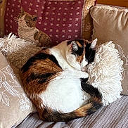 Biscotte participe au concours pour gagner de l'argent avec cette photo : black, brown, calico_cat, cat, cozy, curled_up, cushion, decorative_cushion, fluffy, furniture, furry, home, indoor, pet, pillow, relaxing, resting, sleeping, sofa, white