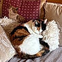 black, brown, calico_cat, cat, cozy, curled_up, cushion, decorative_cushion, fluffy, furniture, furry, home, indoor, pet, pillow, relaxing, resting, sleeping, sofa, white