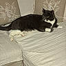 animal, black_and_white, cat, couch, cushion, cute, domestic, ears, feline, floor, furniture, home, indoor, living_room, mammal, pet, relaxed, resting, tail, whiskers