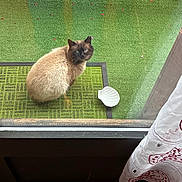 Lucifere a rejoint le concours — aidez-le/la à gagner de superbes lots ! animal, artificial_grass, brown, cat, curious, curtain, doormat, floor, fur, glass_door, green, home, looking, outdoor, pet, pink_petals, shell_dish, siamese_cat, sitting, window