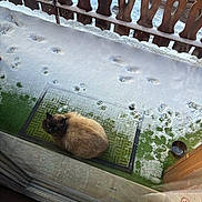 Lucifere a rejoint le concours — aidez-le/la à gagner de superbes lots ! animal, balcony, bowl, cat, cold, curtain, door, doormat, feline, footprints, green_mat, outdoor, paw_prints, pet, porch, siamese_cat, snow, winter, wood, wooden_railing
