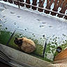 animal, balcony, bowl, cat, cold, curtain, door, doormat, feline, footprints, green_mat, outdoor, paw_prints, pet, porch, siamese_cat, snow, winter, wood, wooden_railing