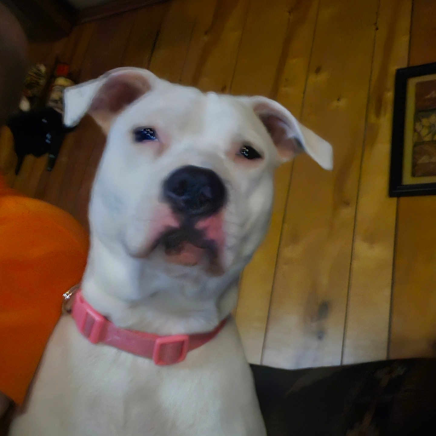 Molly is registered to the contest to win money with this photo: animal, canine, close_up, couch, decor, dog, ear, furniture, house, indoor, nose, pet, picture_frame, pink_collar, portrait, sitting, snout, wall, white_dog, wooden_wall