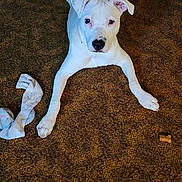 Molly joined the competition — help win amazing prizes! animal, brown_carpet, canine, carpet, cork, dog, domestic_animal, ears, floor, four_legs, fur, home, indoor, looking_up, lying_down, nose, pet, sock, tail, white_dog