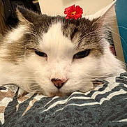 Minouch is registered to the contest to win money with this photo: cat, fluffy, flower, resting, close_up, pet, animal, white, brown, fur, whiskers, pink_nose, indoor, relaxed, cute, sleepy, head, eyes, patterned_fabric, cozy