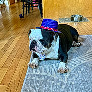 Skippy is registered to the contest to win money with this photo: accessory, animal, black_and_white, bow_tie, bulldog, costume, cute, dog, domestic_animal, floor, furniture, hat, home, indoor, lying_down, pet, resting, rug, water_bowl, wooden_floor