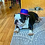 accessory, animal, black_and_white, bow_tie, bulldog, costume, cute, dog, domestic_animal, floor, furniture, hat, home, indoor, lying_down, pet, resting, rug, water_bowl, wooden_floor