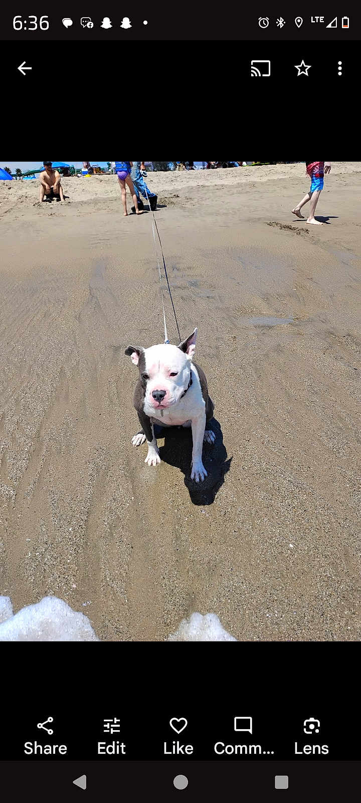 Helena is registered to the contest to win money with this photo: dog, beach, sand, leash, water, wave, sunny, outdoor, animal, pet, people, legs, summer, vacation, shore, coast, daytime, recreation, relaxation, play