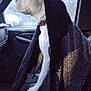 dog, white_dog, blanket, car_interior, window, rain, seat, collar, pet, side_view, indoor, animal, looking_out, calm, quiet, daytime, texture, black_blanket, vehicle, resting