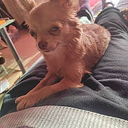 Diana participe au concours pour gagner de l'argent avec cette photo : animal, blurred_background, chihuahua, cozy, cute, dog, fur, furniture, home, indoor, lap, legs, pants, person, pet, relaxing, resting, small_dog, socks, warm_light
