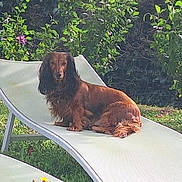 Reglisse a rejoint le concours — aidez-le/la à gagner de superbes lots ! dog, dachshund, long_hair, lounging, outdoor, garden, greenery, flowers, lawn_chair, sunlight, pet, animal, grass, relaxed, nature, canine, summer, resting, leaf, backyard