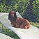 Reglisse