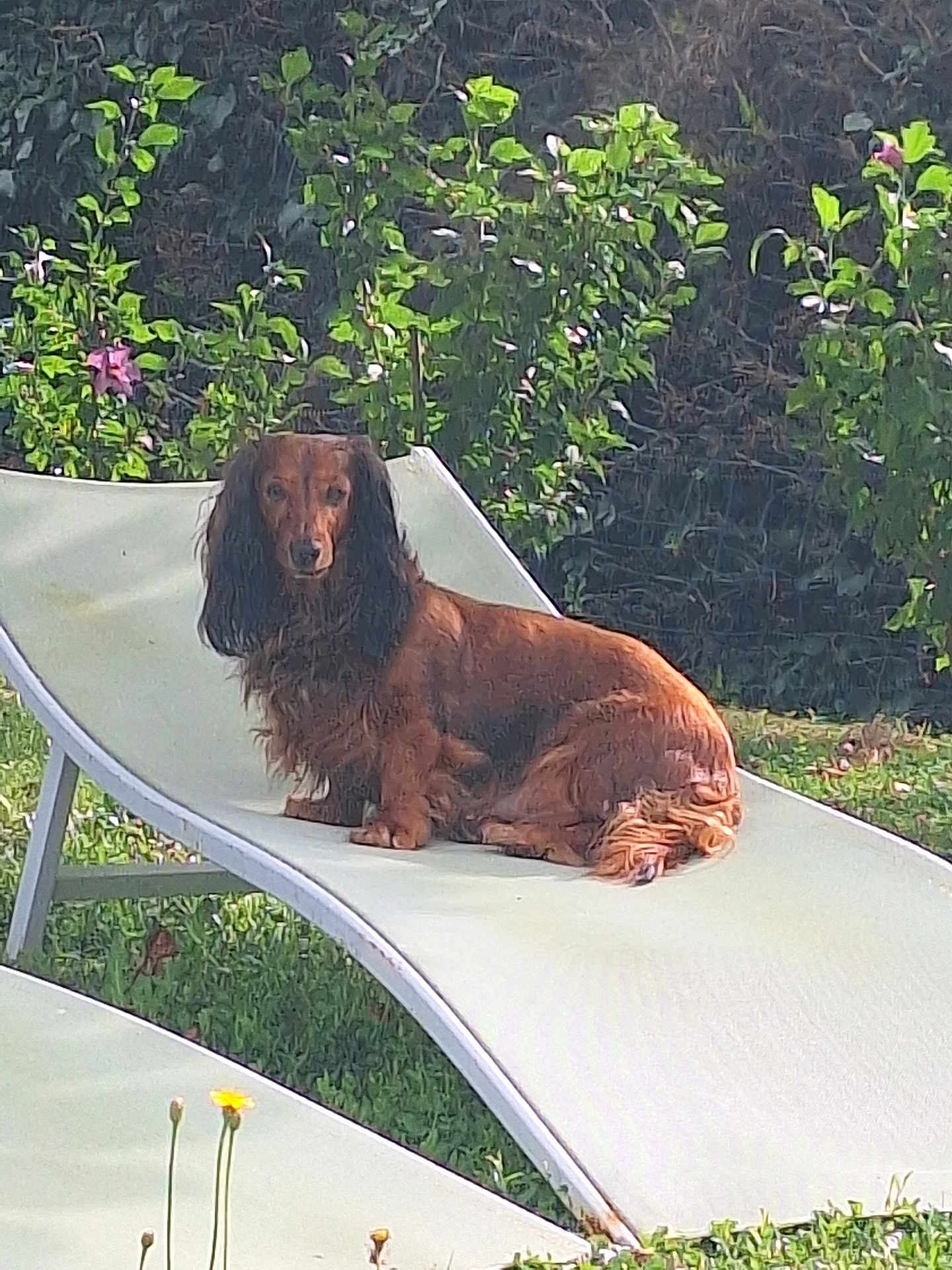 Reglisse