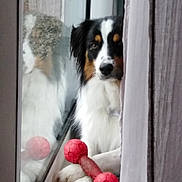 Neska a rejoint le concours — aidez-le/la à gagner de superbes lots ! black_white_brown, calm, chew_toy, closeup, companion, curious, curtain, dog, domestic_animal, fluffy, indoor, paws, pet, quiet, red_toy, reflection, resting, shy, toy, window