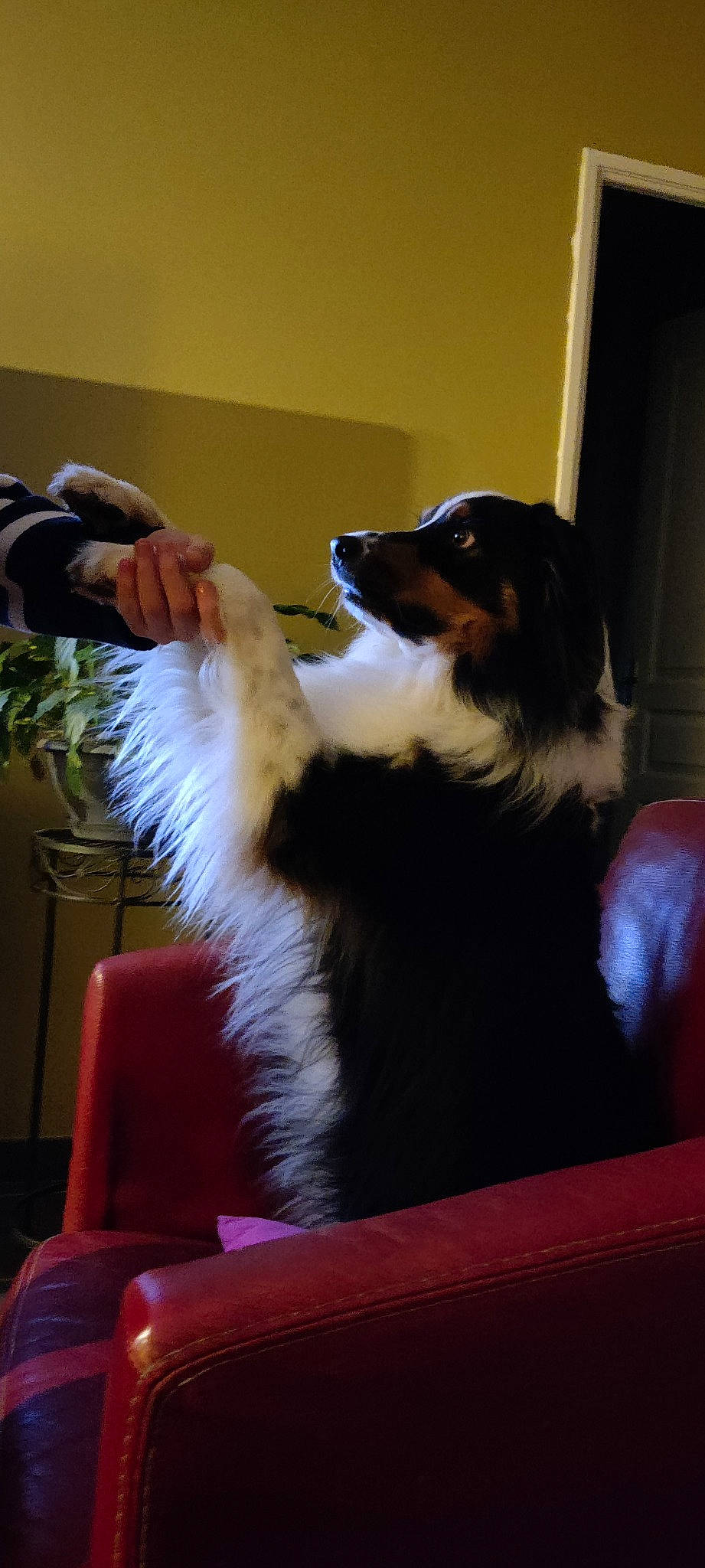 Neska participe au concours pour gagner de l'argent avec cette photo : bernese_mountain_dog, border_collie, bottle, camera, canidae, carnivore, chair, companion_dog, dog, dog_breed, flooring, fur, guard_dog, herding_dog, plant, snout, sporting_group, tail, whiskers, working_dog