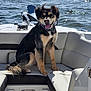 dog, boat, water, outdoor, sunny, pet, collar, happy, tongue_out, seating, marine, leisure, animal, canine, fur, black_and_tan, daytime, smiling, companion, nature