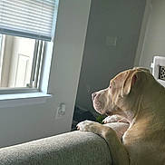 Remi is registered to the contest to win money with this photo: dog, couch, window, blinds, indoor, pet, resting, light, shadow, animal, looking_out, quiet, home, furniture, curious, brown_dog, relaxed, daylight, side_view, peaceful