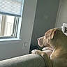 dog, couch, window, blinds, indoor, pet, resting, light, shadow, animal, looking_out, quiet, home, furniture, curious, brown_dog, relaxed, daylight, side_view, peaceful
