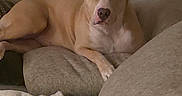 Remi is registered to the contest to win money with this photo: animal, blanket, calm, canine, comfort, couch, cozy, dog, domestic_animal, furniture, home, indoor, laying, living_room, pet, pillow, relaxed, resting, sleepy, tan_dog