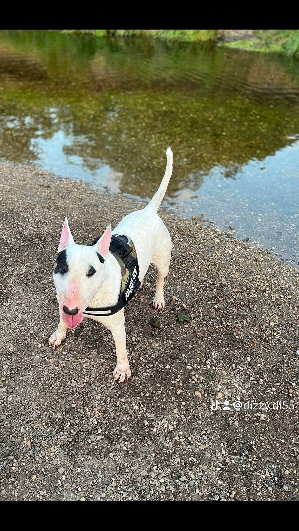 Buster is registered to the contest to win money with this photo: canidae, carnivore, collar, companion_dog, dog, dog_breed, fashion_accessory, fawn, grass, lake, non_sporting_group, plant, snout, soil, sporting_group, tail, terrestrial_animal, toy_dog, water, working_animal