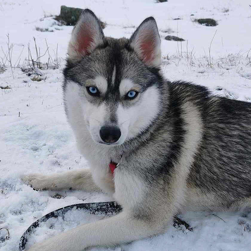 June a rejoint le concours — aidez-le/la à gagner de superbes lots ! accessories, animal, canine, dog, eskimodog, hockey, husky, icehockey, icehockeystick, leash, nature, outdoors, pet, puppy, rink, skating, snow, sport, strap, winter