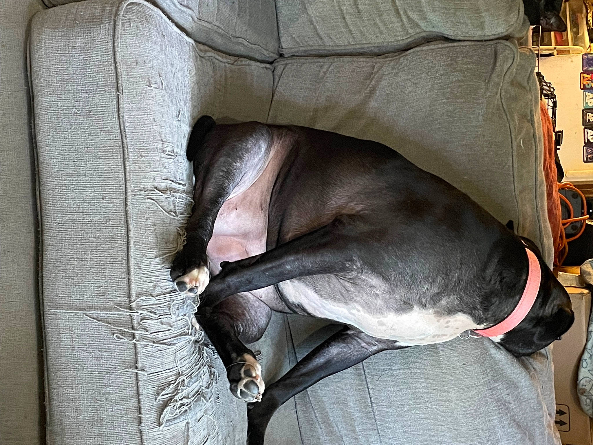 Sammy is registered to the contest to win money with this photo: canidae, carmine, carnivore, collar, comfort, companion_dog, dog, dog_breed, fawn, fur, grey, jaw, liver, non_sporting_group, pet_supply, snout, sporting_group, tail, whiskers, working_animal