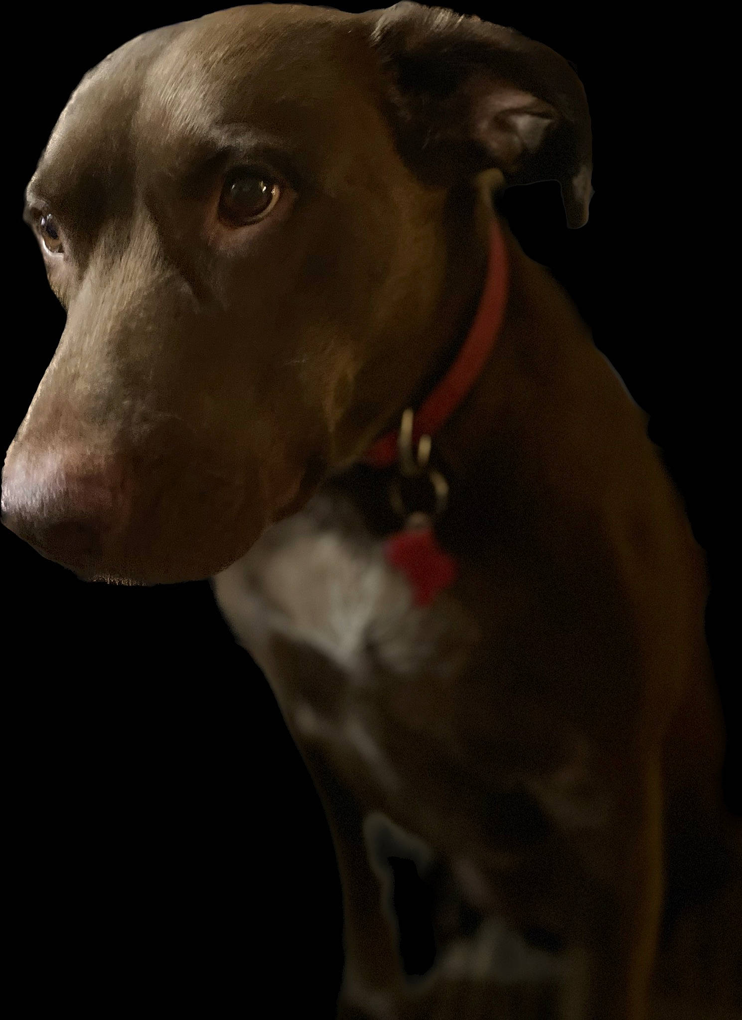 Layla is registered to the contest to win money with this photo: canidae, carnivore, collar, companion_dog, dog, dog_breed, dog_collar, ear, hunting_dog, metal, no_expression, non_sporting_group, pet_supply, rampur_greyhound, sighthound, snout, sporting_group, terrestrial_animal, whiskers, working_animal