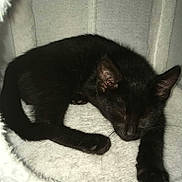 Chucky participe au concours pour gagner de l'argent avec cette photo : black_cat, kitten, sleeping, cat_bed, cozy, pet, animal, feline, indoor, resting, cute, fur, whiskers, paw, relaxing, nap, soft, domestic_cat, young_cat, close_up
