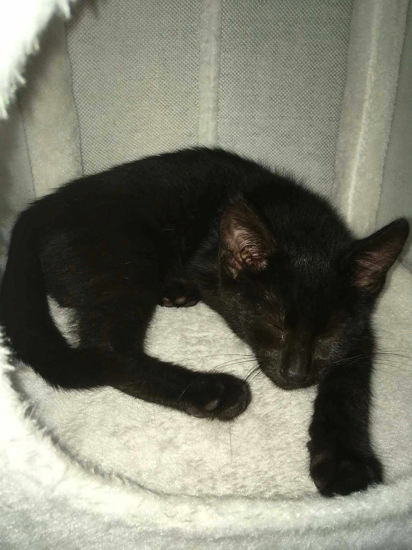 Chucky participe au concours pour gagner de l'argent avec cette photo : black_cat, kitten, sleeping, cat_bed, cozy, pet, animal, feline, indoor, resting, cute, fur, whiskers, paw, relaxing, nap, soft, domestic_cat, young_cat, close_up