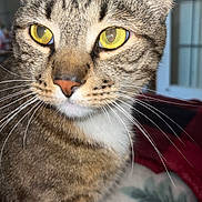 Conan Kai is registered to the contest to win money with this photo: cat, tabby, yellow_eyes, whiskers, close_up, indoor, pet, animal, feline, fur, face, ears, nose, blanket, cozy, comfort, domestic, household, looking_away, portrait