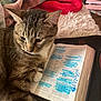 Conan Kai joined the competition — help win amazing prizes! cat, tabby_cat, book, highlighted_text, blanket, cozy, indoor, fur, pet, reading_material, closeup, resting, curious, domestic_cat, paw, whiskers, striped, soft_texture, home, relaxation