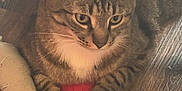 Conan Kai joined the competition — help win amazing prizes! cat, tabby, white_paws, toy, red_toy, wooden_floor, indoor, pet, resting, animal, feline, claws, cozy, blanket, fabric, curtain, closeup, domestic, cute, paws