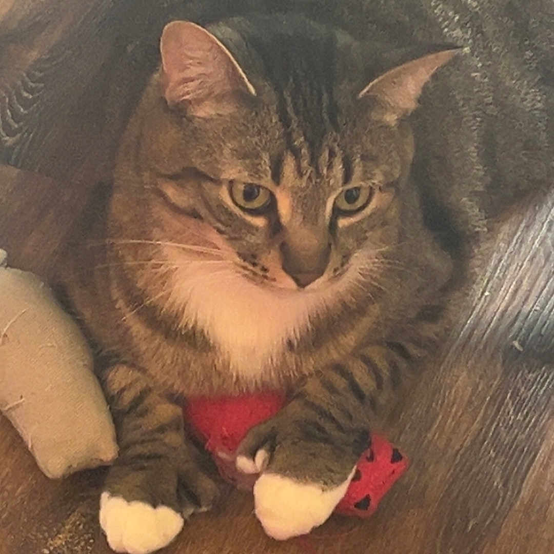 Conan Kai joined the competition — help win amazing prizes! animal, blanket, cat, claws, closeup, cozy, curtain, cute, domestic, fabric, feline, indoor, paws, pet, red_toy, resting, tabby, toy, white_paws, wooden_floor