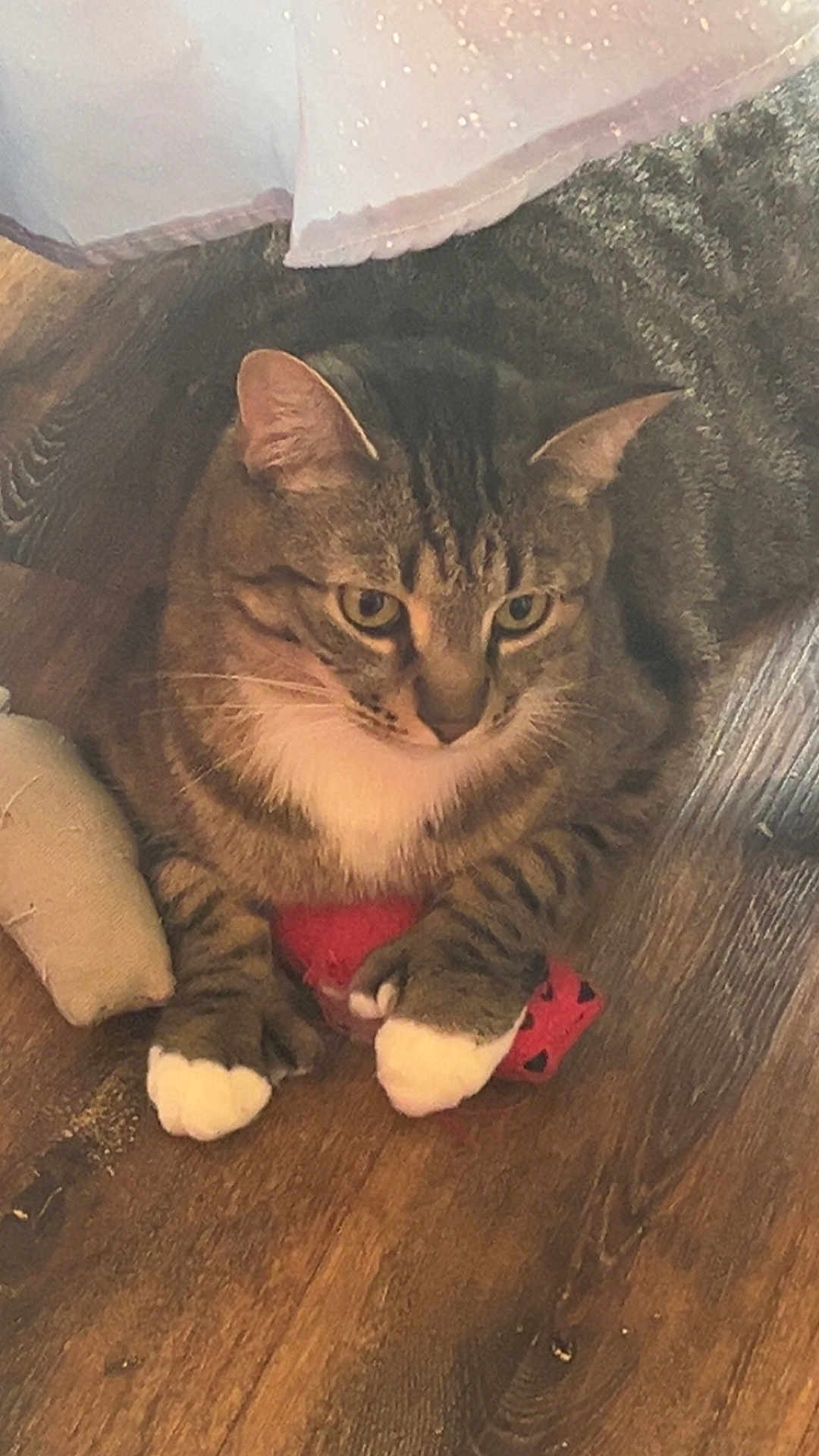 Conan Kai joined the competition — help win amazing prizes! cat, tabby, white_paws, toy, red_toy, wooden_floor, indoor, pet, resting, animal, feline, claws, cozy, blanket, fabric, curtain, closeup, domestic, cute, paws