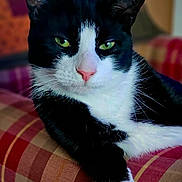 Felix The Cat is registered to the contest to win money with this photo: cat, tuxedo_cat, black_and_white, green_eyes, pink_nose, whiskers, close_up, portrait, indoor, sofa, plaid_sofa, relaxed, paw, ear, fur, domestic_cat, pet, mammal, couch, living_room