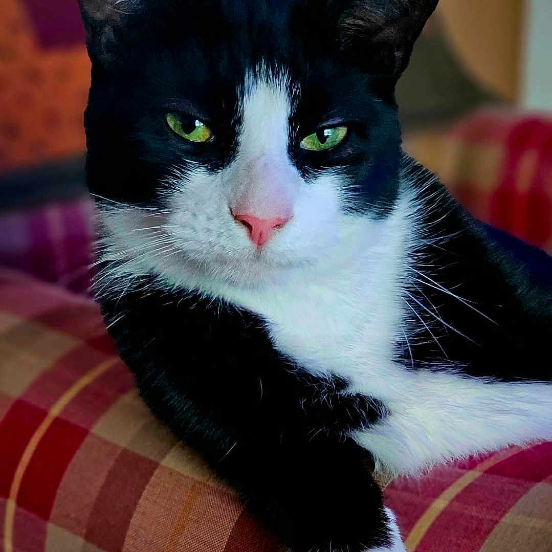 Felix The Cat is registered to the contest to win money with this photo: black_and_white, cat, close_up, couch, domestic_cat, ear, fur, green_eyes, indoor, living_room, mammal, paw, pet, pink_nose, plaid_sofa, portrait, relaxed, sofa, tuxedo_cat, whiskers