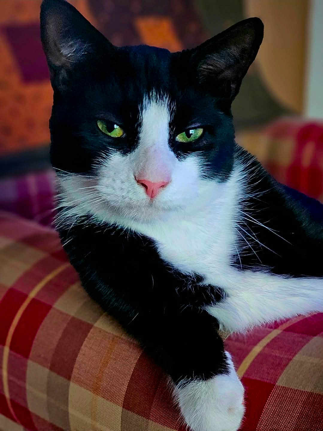 Felix The Cat is registered to the contest to win money with this photo: cat, tuxedo_cat, black_and_white, green_eyes, pink_nose, whiskers, close_up, portrait, indoor, sofa, plaid_sofa, relaxed, paw, ear, fur, domestic_cat, pet, mammal, couch, living_room