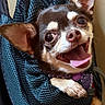 Mia joined the competition — help win amazing prizes! dog, chihuahua, pet, smiling, tongue_out, cute, mesh_sling, black_mesh, small_dog, animal, happy, close_up, indoor, fur, ears, paw, collar, tongue, face, canine