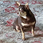 Mia joined the competition — help win amazing prizes! dog, chihuahua, small_dog, pet, animal, indoor, carpet, patterned_rug, brown_fur, alert, ears, eyes, sitting, floor, home, cute, companion, domestic_animal, mammal, fur