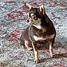 dog, chihuahua, small_dog, pet, animal, indoor, carpet, patterned_rug, brown_fur, alert, ears, eyes, sitting, floor, home, cute, companion, domestic_animal, mammal, fur